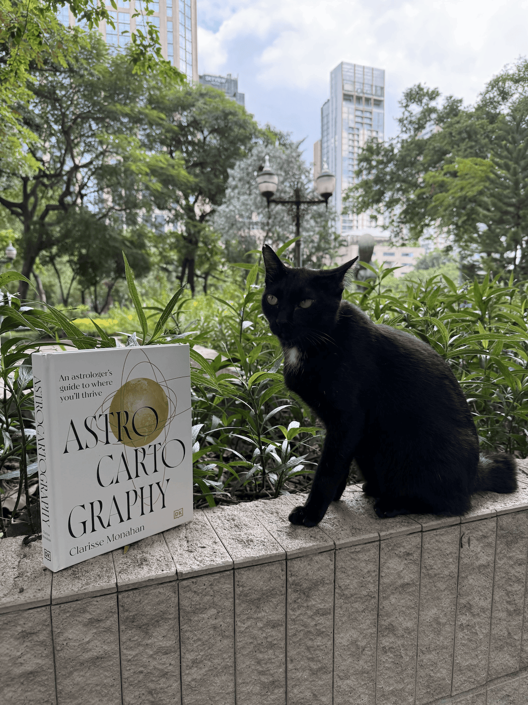 Astrocartography book with cats outdoors