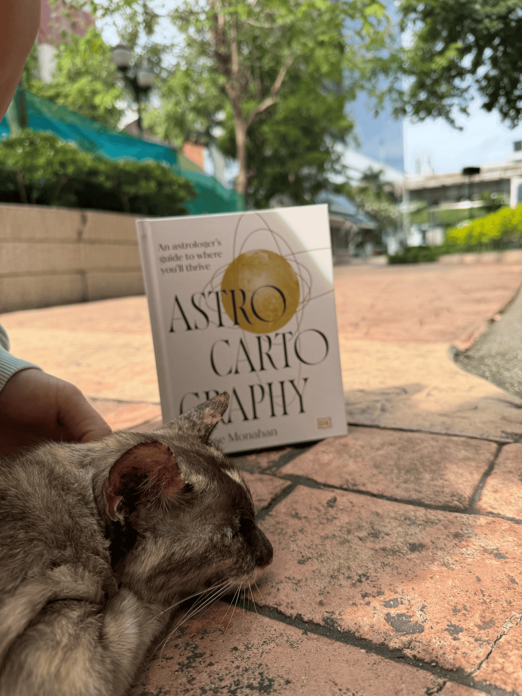 Astrocartography book with cats in the park